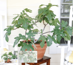 Fignomenal Fig (Dwarf Chicago Hardy) - Naturally Grown - Image 2